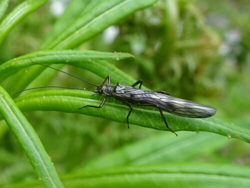 Brachyptera seticornis