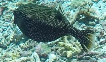 Spotted Boxfish (Ostracion meleagris)
