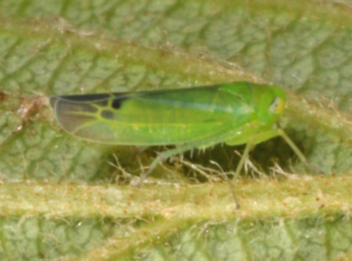 Kyboasca atrolabes