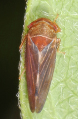 Oncopsis minor