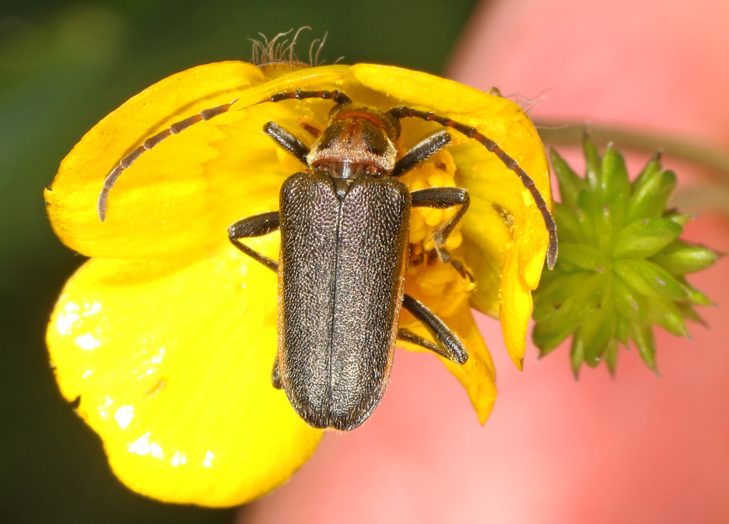 Double-lined Longhorn Beetle