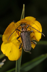 Gaurotes thoracica