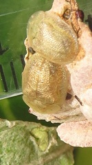 Cassida granulicollis