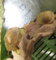 Cassida granulicollis