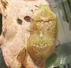 Cassida granulicollis
