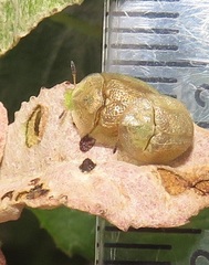 Cassida granulicollis