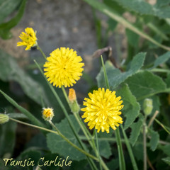 Crepis fraasii