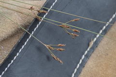 Bulbostylis juncoides