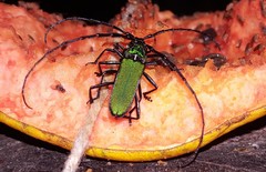 Aglaoschema ventrale