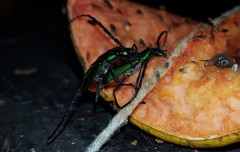 Aglaoschema ventrale