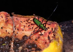 Aglaoschema ventrale