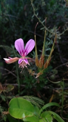 Pelargonium multicaule multicaule