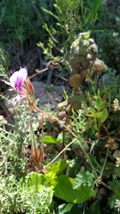 Pelargonium multicaule multicaule