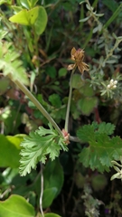 Pelargonium multicaule multicaule