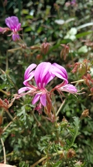 Pelargonium multicaule multicaule