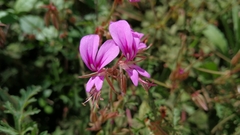 Pelargonium multicaule multicaule