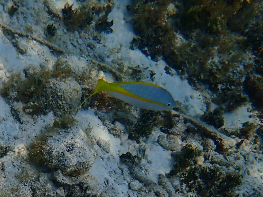 Yellowtail Snapper