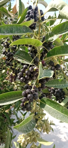 Image of Cestrum diurnum by (c) Juan Carlos A. Fierro, some rights reserved (CC BY-SA)