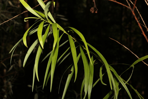 Image of Daviesia arborea by (c) Greg Tasney, some rights reserved (CC BY-SA)