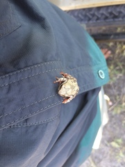 Hyperolius parallelus