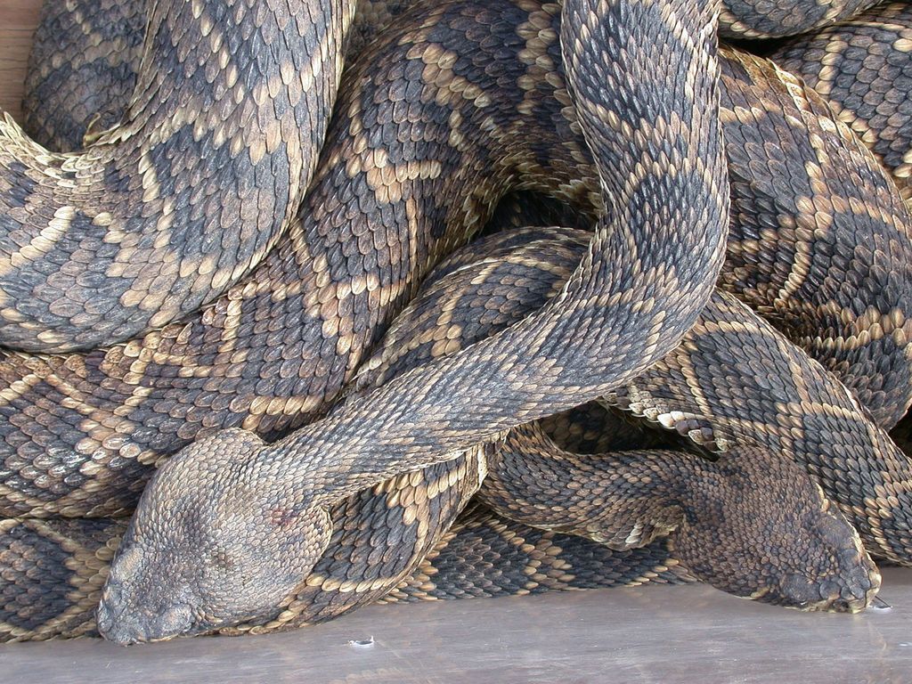 Eastern Diamondback Rattlesnake from Whigham, GA 39897, USA on January