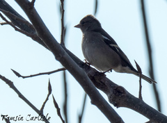Fringilla coelebs