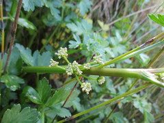 Apium prostratum filiforme