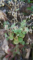 Crassula cordata
