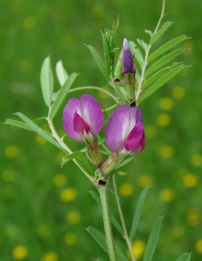Vicia sativa