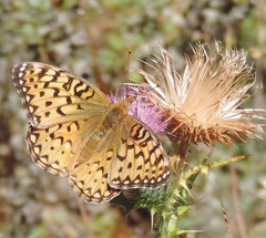 Speyeria coronis
