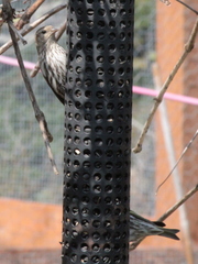 Spinus pinus image