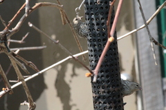 Spinus pinus image