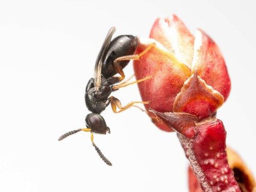 Blueberry Stem Gall Wasp