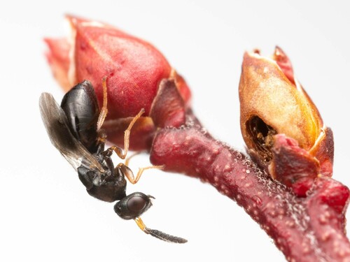Blueberry Stem Gall Wasp