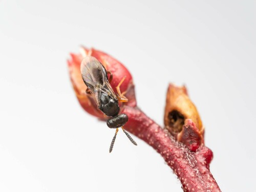 Blueberry Stem Gall Wasp