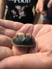 Tachypleus tridentatus