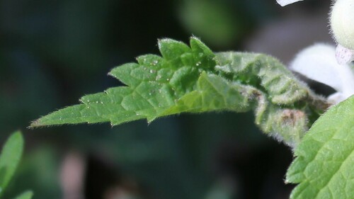 Macrolabis lamii