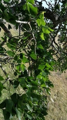 Erythrina caffra