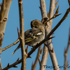 Fringilla coelebs