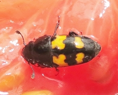 Glischrochilus fasciatus