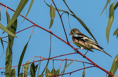 Fringilla coelebs