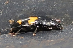 Glischrochilus fasciatus