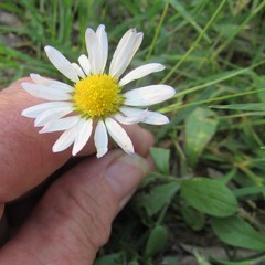 Aphanostephus skirrhobasis
