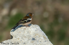 Fringilla coelebs