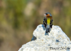 Fringilla coelebs
