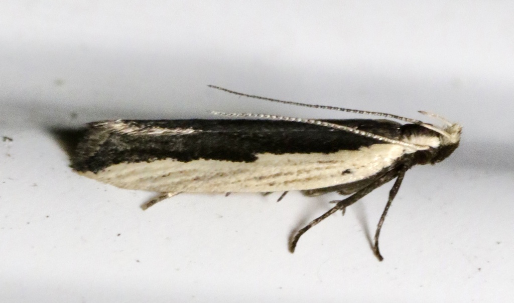 Dichomeris pelta