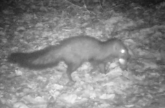 Bdeogale crassicauda