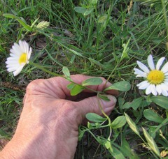 Aphanostephus skirrhobasis