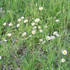 Aphanostephus skirrhobasis