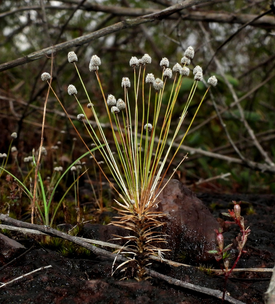 Paepalanthus fasciculoides